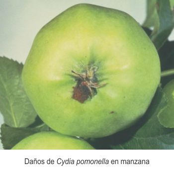 danos de cydia pomonella en manzana