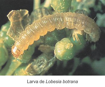 larva de lobesia botrana